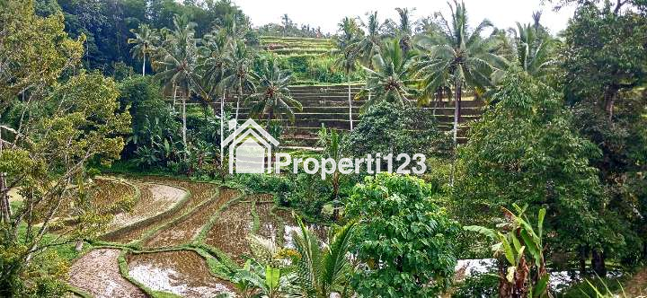 Dijual Tanah 15 Are View Sawah Di Senganan Penebel Dkt Jatiluwih