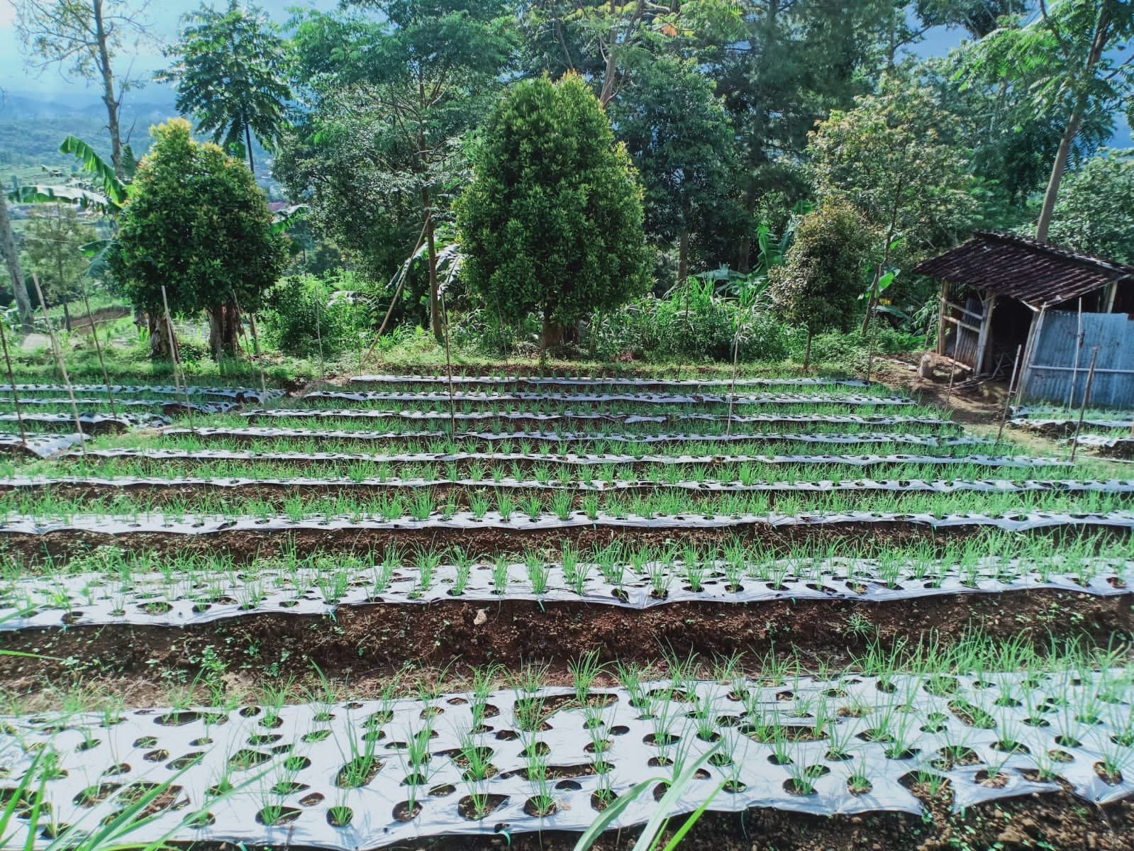 Dijual Tanah Strategis di Kemuning Ngargoyoso Karanganyar - 3