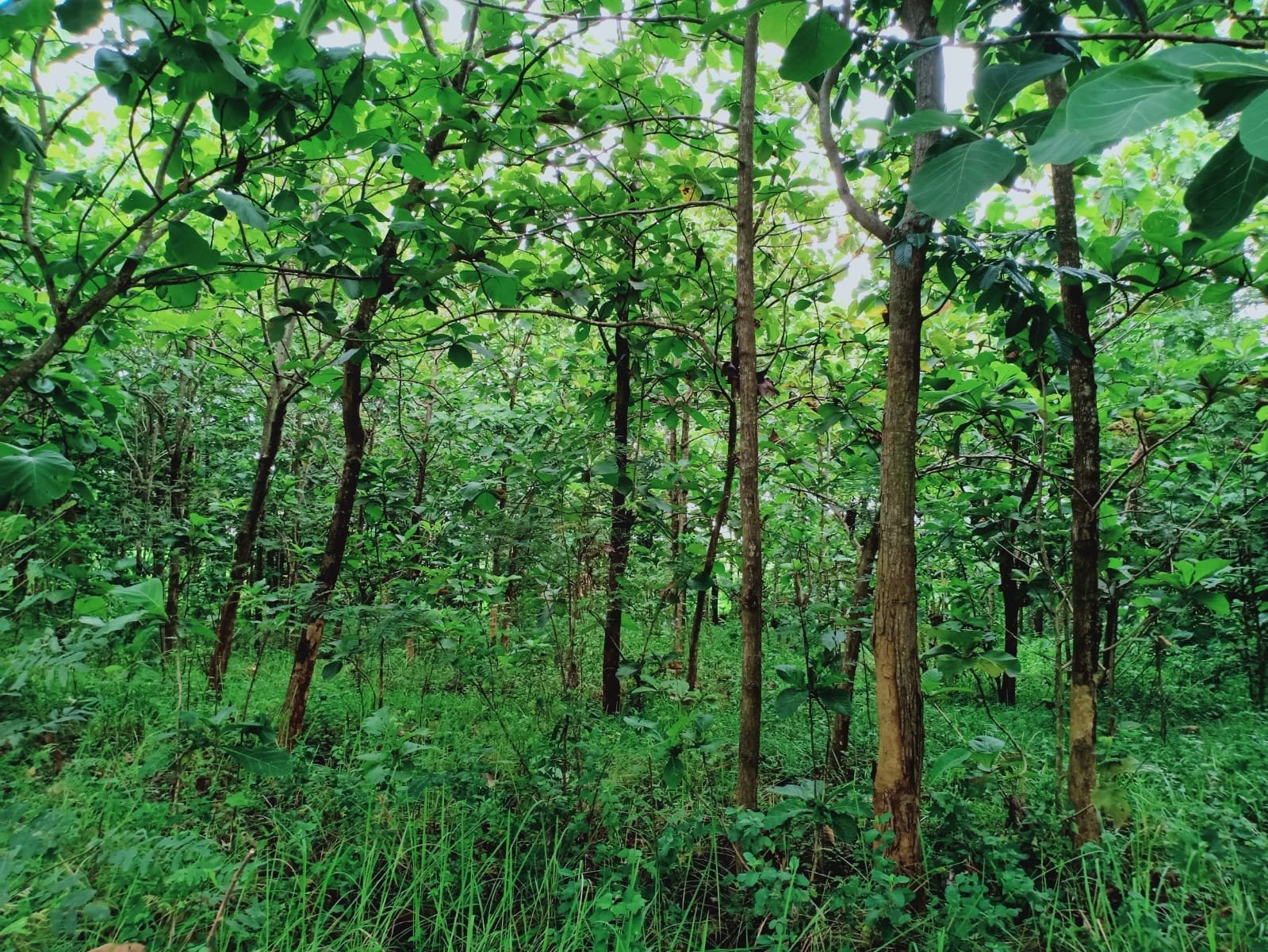 Tanah Kebun Jati Kerjo Karanganyar - 3