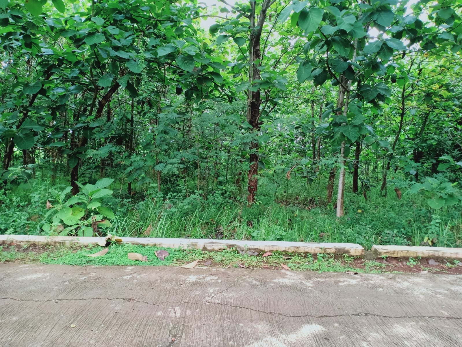 Tanah Kebun Jati Kerjo Karanganyar - 2