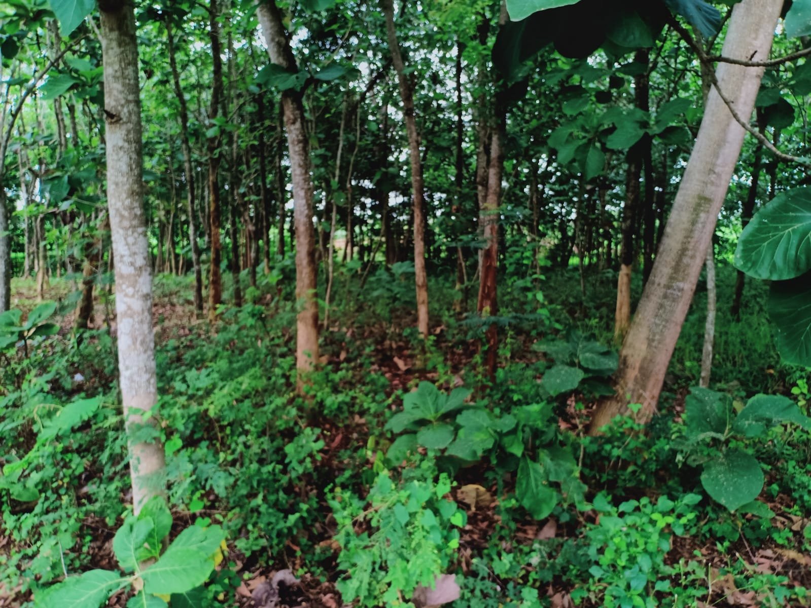 Tanah Kebun Jati Kerjo Karanganyar - 5