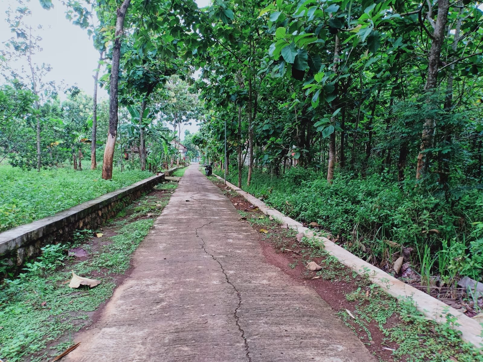 Tanah Kebun Jati Kerjo Karanganyar - 4