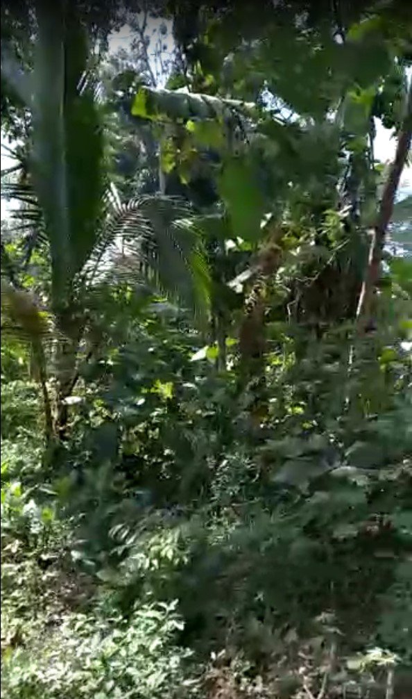 Dijual Tanah 179m2 SHM Daerah Dilem Kepanjen Malang - 4