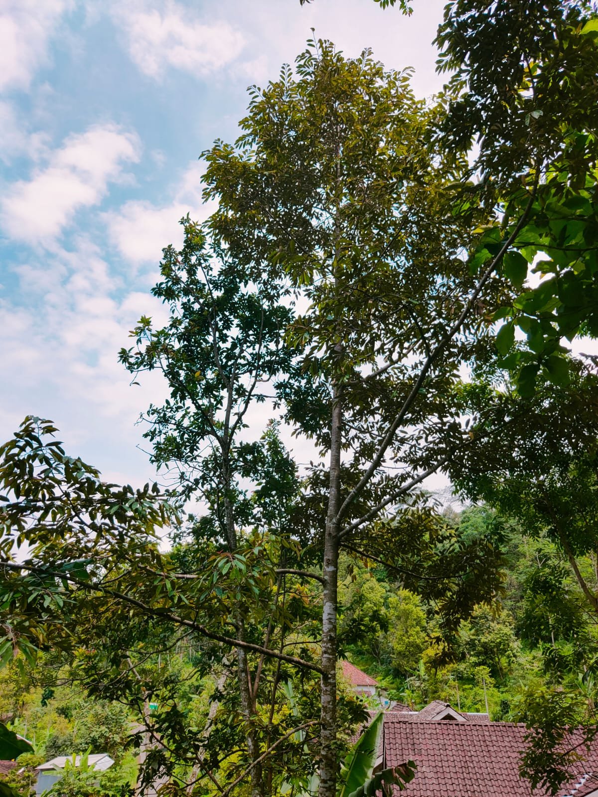 Dijual Tanah Kebun Durian Kemuning Ngargoyoso Karanganyar - 3