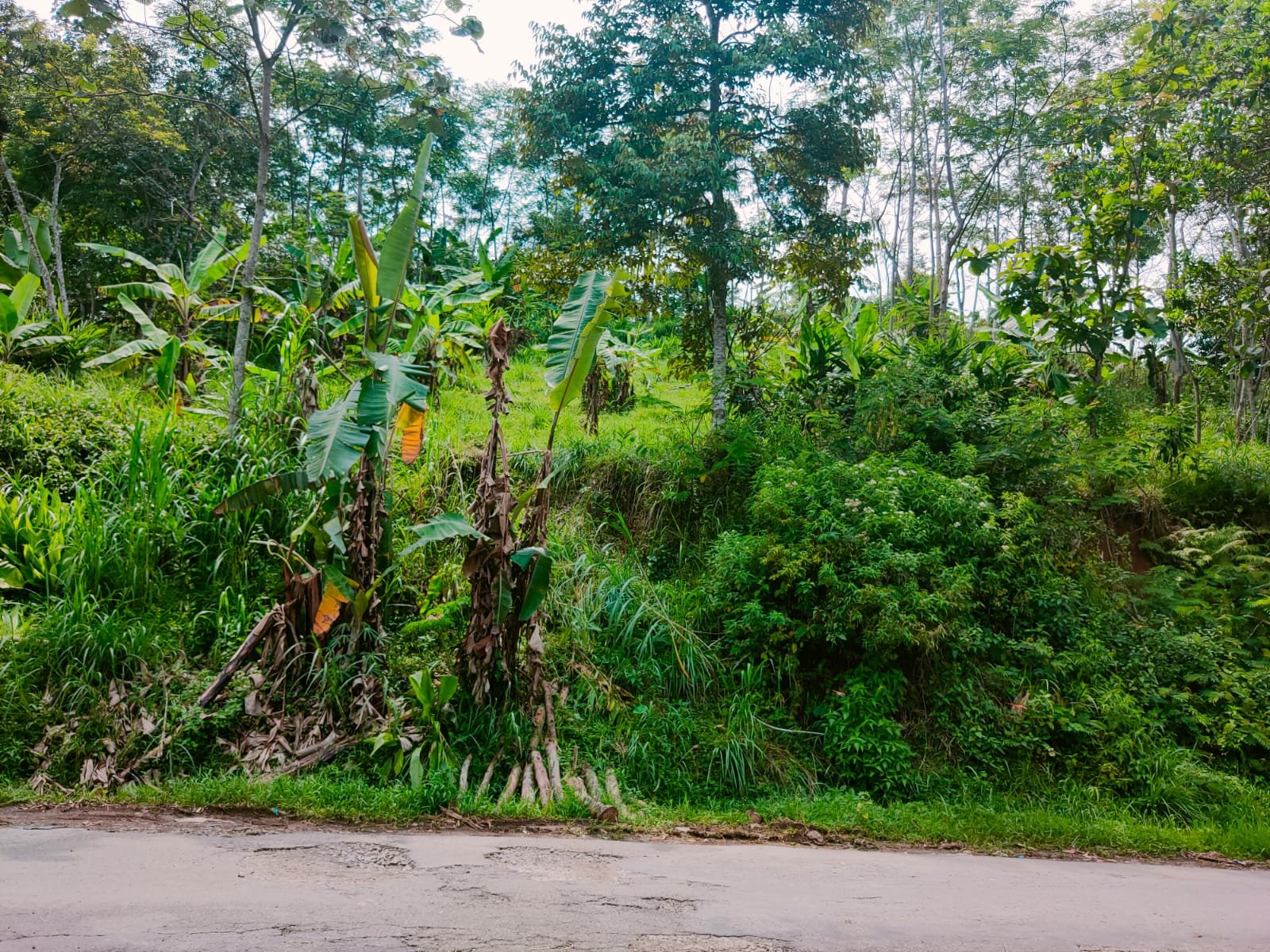 Dijual Tanah Kebun Durian Kemuning Ngargoyoso Karanganyar - 2