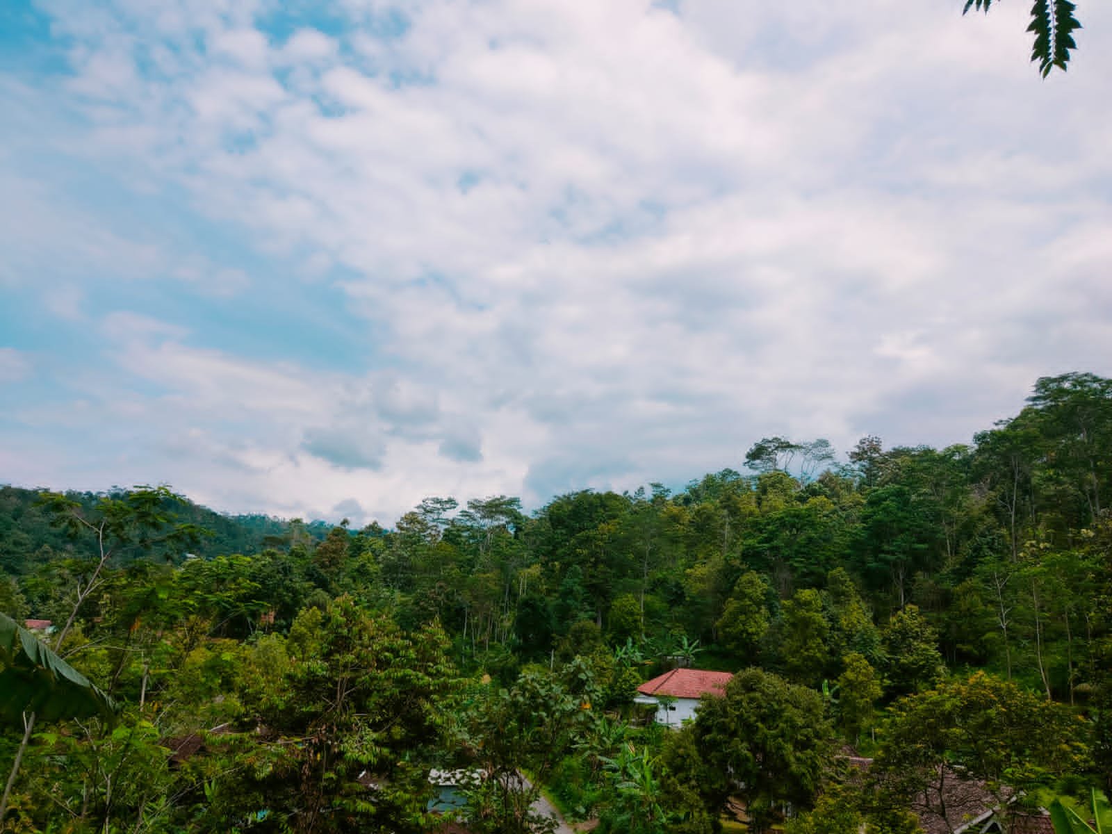 Dijual Tanah Kebun Durian Kemuning Ngargoyoso Karanganyar - 4