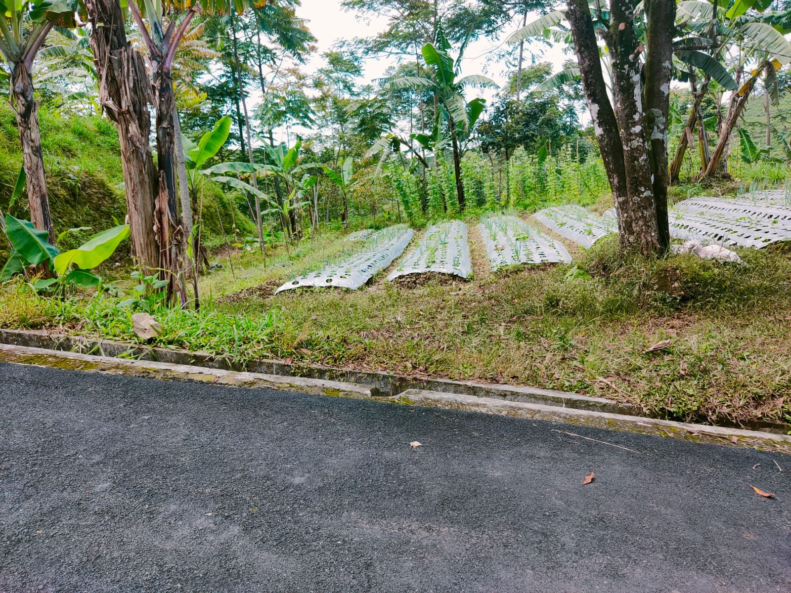 Tanah Datar Strategis Dibangun Villa Ngargoyoso Karanganyar - 4
