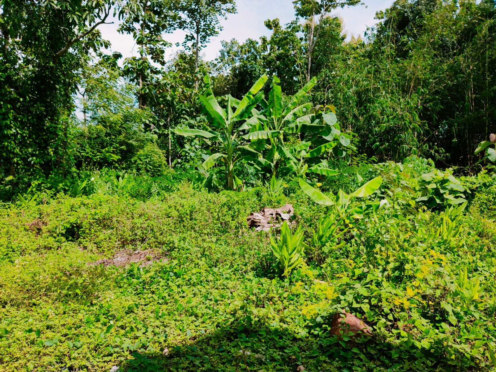 Dijual Tanah Datar Kedawung Sragen - 3