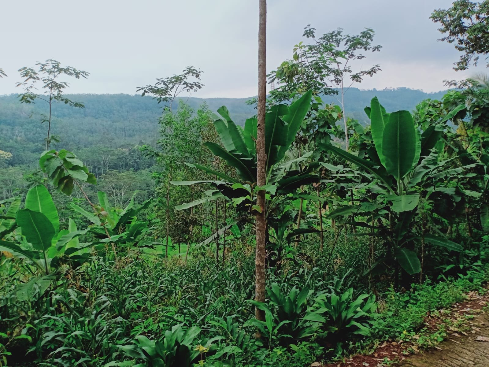 Dijual Tanah Kebun Durian Kerjo Karanganyar - 3