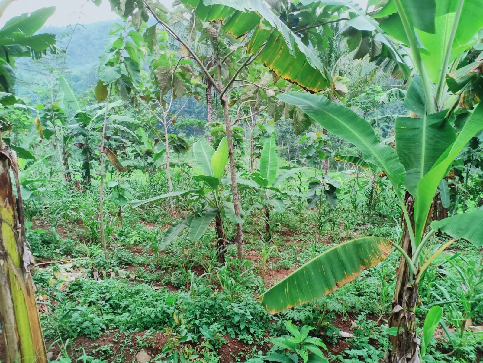 Dijual Tanah Kebun Durian Kerjo Karanganyar - 2