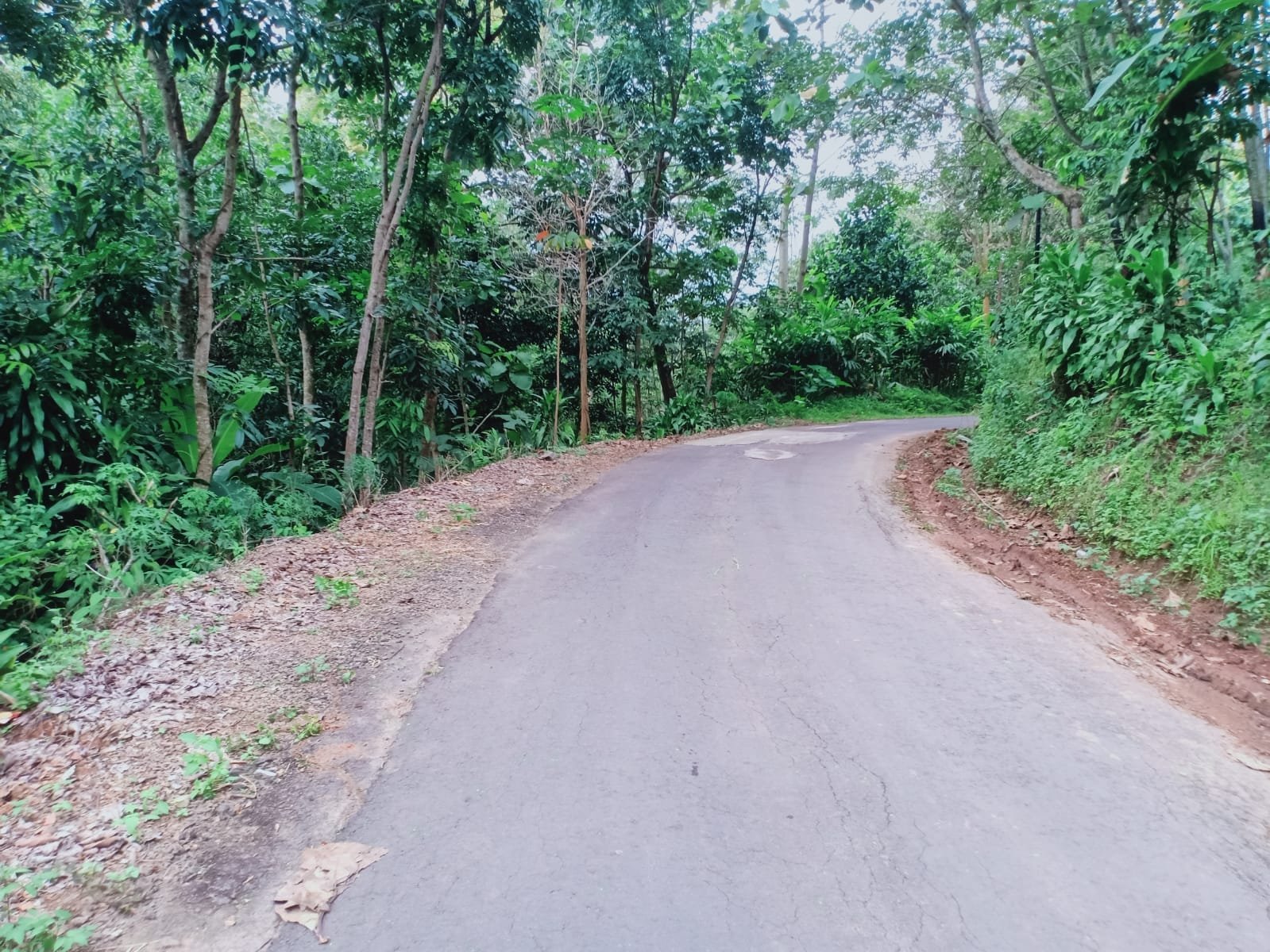 Tanah Cocok untuk Kebun Buah / Investasi Kerjo Karanganyar - 5