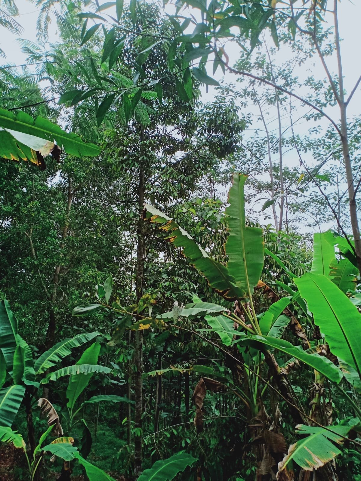 Tanah Cocok untuk Kebun Buah / Investasi Kerjo Karanganyar - 3
