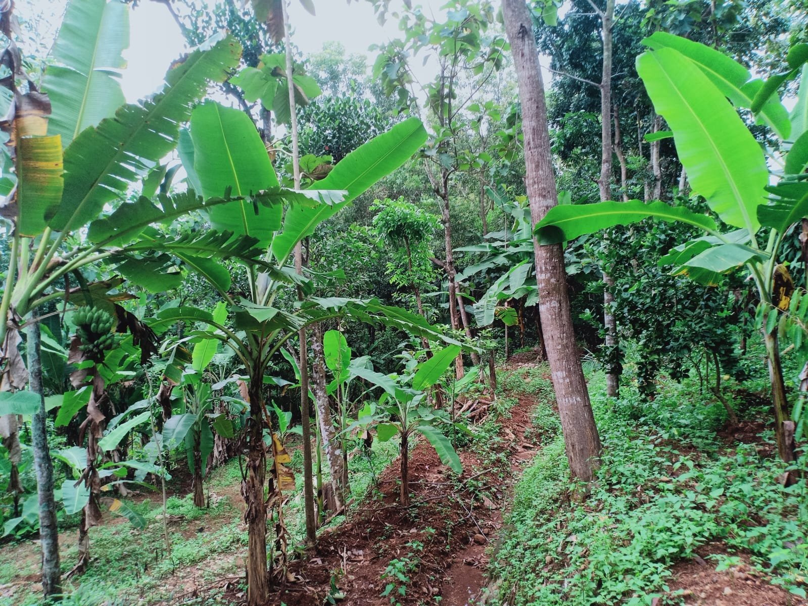 Tanah Cocok untuk Kebun Buah / Investasi Kerjo Karanganyar - 2