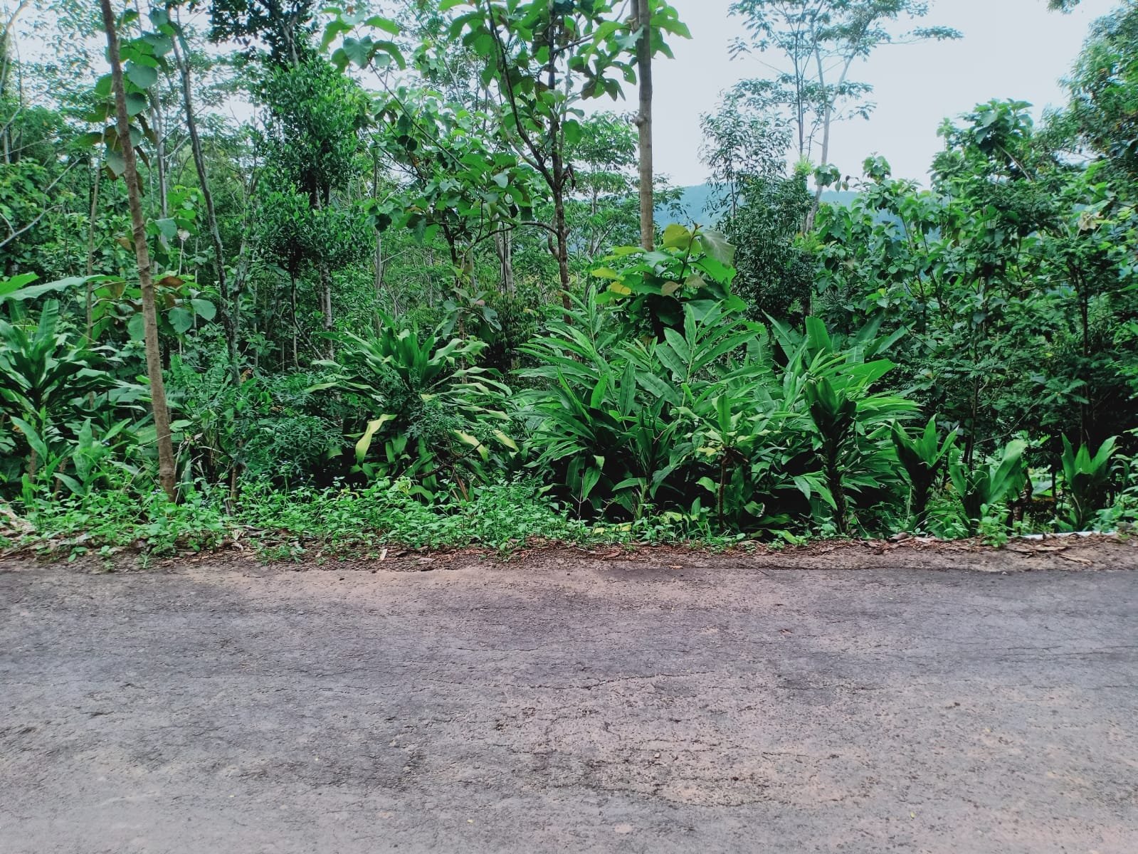 Tanah Cocok untuk Kebun Buah / Investasi Kerjo Karanganyar - 4