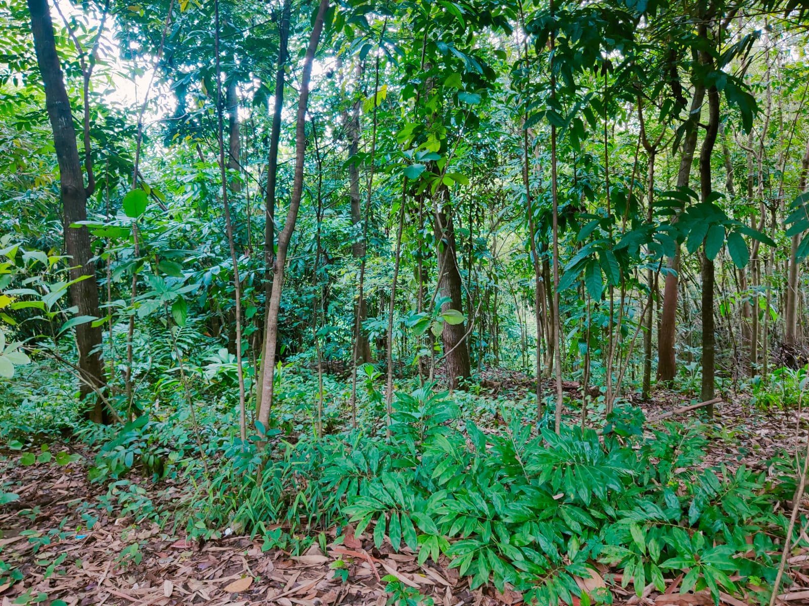 Tanah Cocok untuk Kebun Buah Masaran Sragen - 4