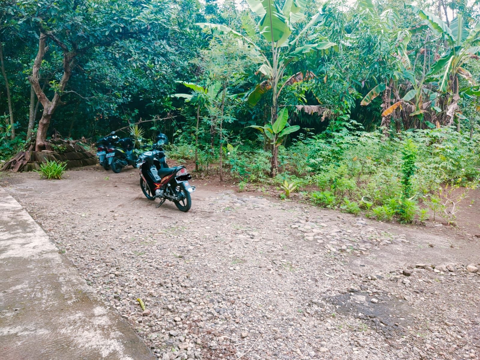 Tanah Cocok untuk Kebun Buah Masaran Sragen - 3