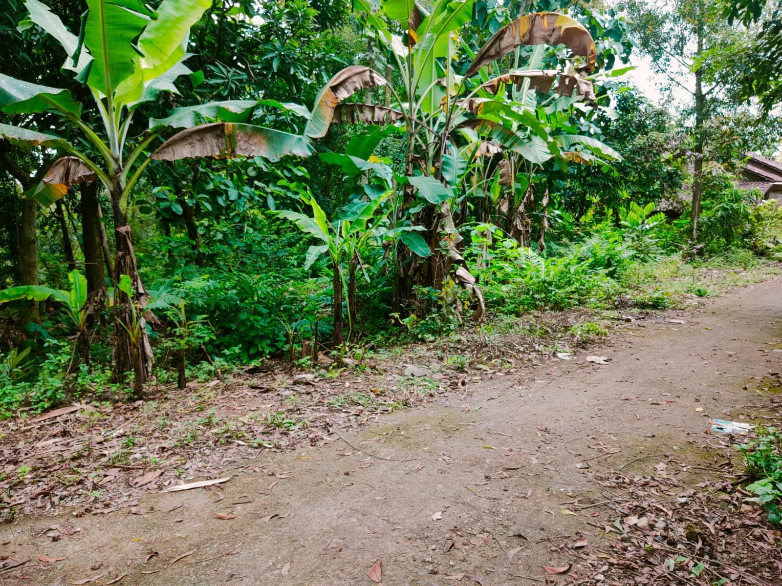 Tanah Cocok untuk Kebun Buah Masaran Sragen - 2