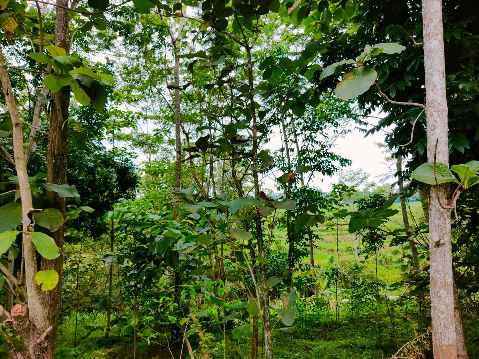 Tanah Strategis dibangun Villa Karangpandan Karanganyar - 4