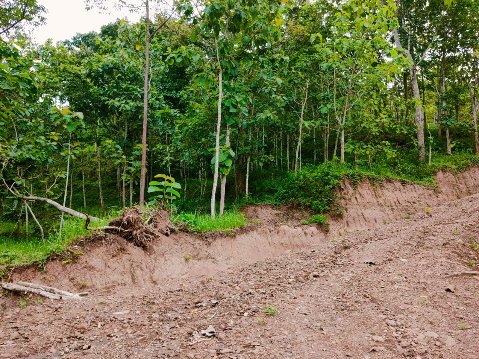 Tanah Kebun Jati 1 Hektar Sambirejo Sragen - 4