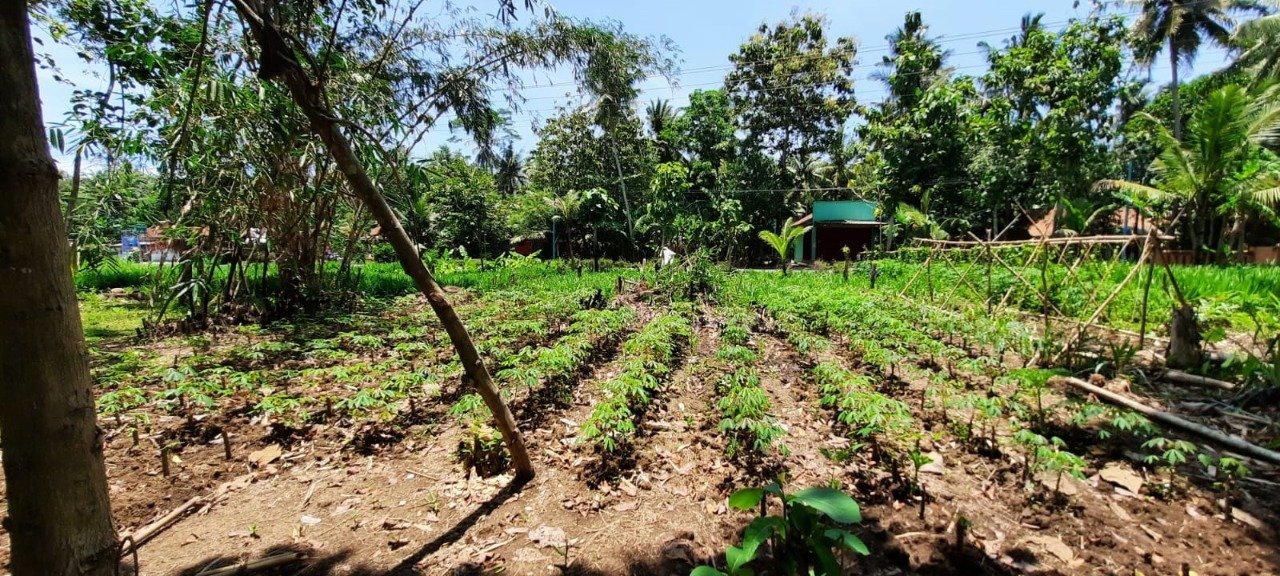 TURUN HARGA !!! Dijual Cepat Tanah Lokasi Strategis di Daerah Klegen Wonosari, Kec.Klirong, Kebumen - 9