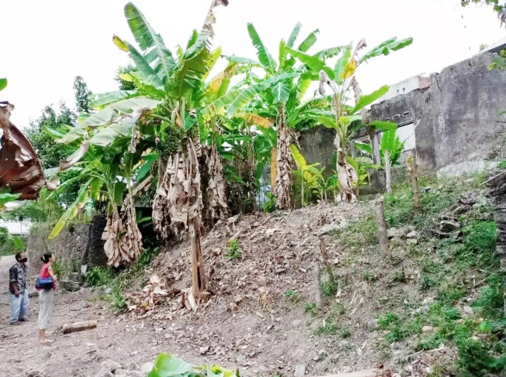 Jual Tanah di Bantul Yogyakarta Dekat Pabrik Gula Madukismo, Padepokan Seni PSBK, Kampus AMA Yogyakarta - 2