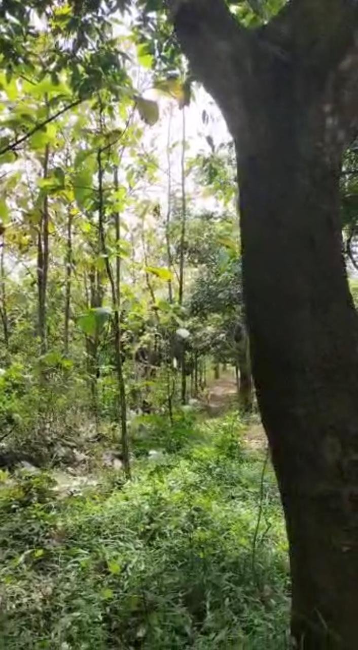 Dijual Tanah Beserta Pohon Jati, Sengon dan Jabon di Lereng Pegunungan - 3