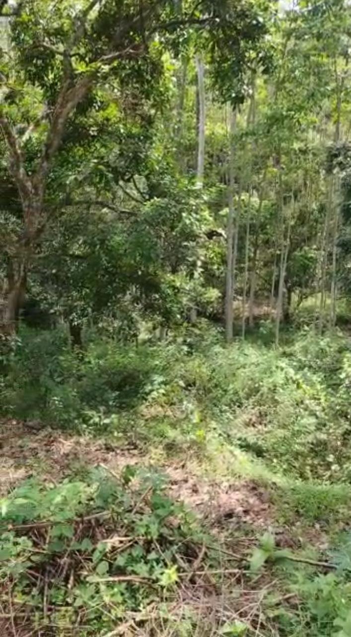 Dijual Tanah Beserta Pohon Jati, Sengon dan Jabon di Lereng Pegunungan - 6