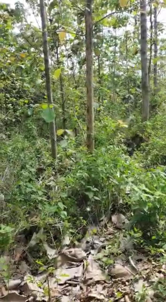 Dijual Tanah Beserta Pohon Jati, Sengon dan Jabon di Lereng Pegunungan - 8