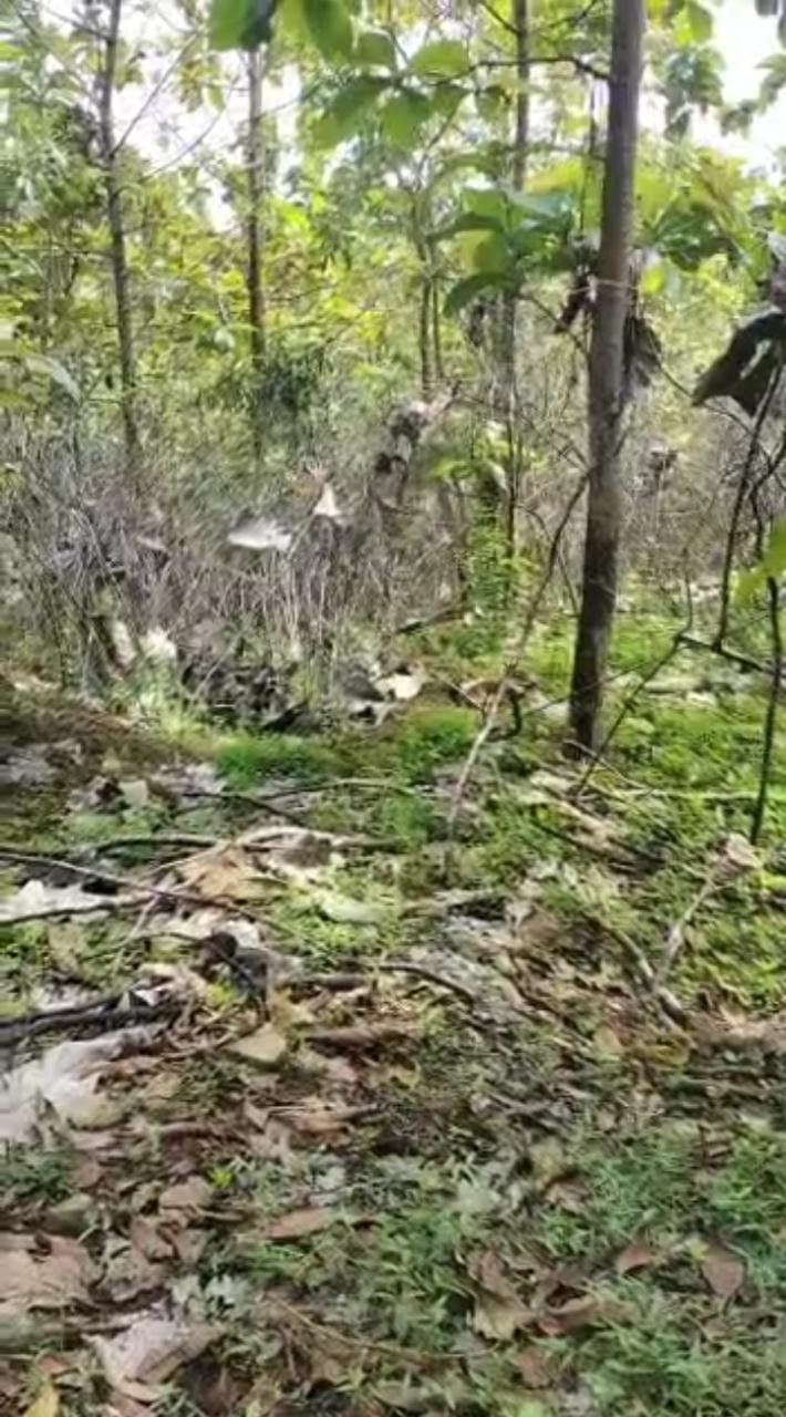 Dijual Tanah Beserta Pohon Jati, Sengon dan Jabon di Lereng Pegunungan - 2