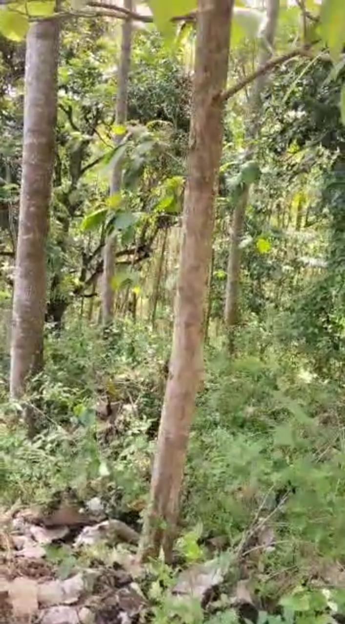 Dijual Tanah Beserta Pohon Jati, Sengon dan Jabon di Lereng Pegunungan - 5
