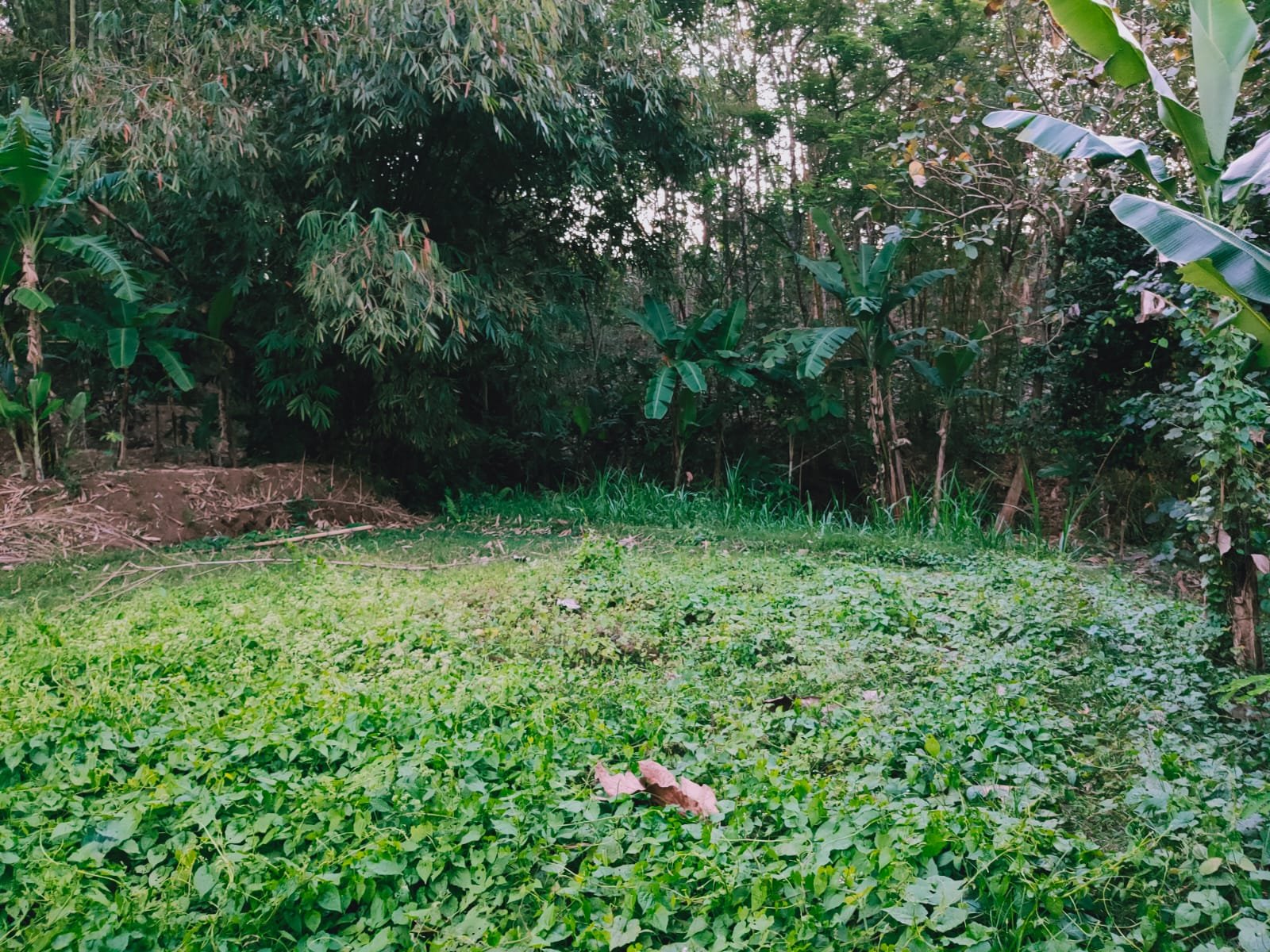 Dijual Tanah Cocok Untuk Kebun Buah Timur Pasar Jambangan Mojogedang - 3