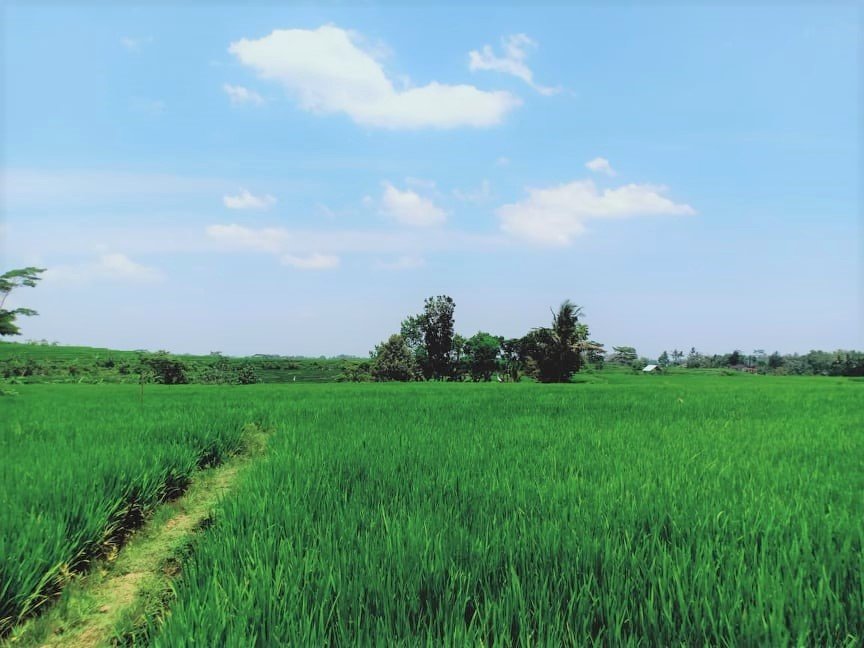 Dijual Tanah Cocok Untuk Kebun Buah Timur Pasar Jambangan Mojogedang - 5