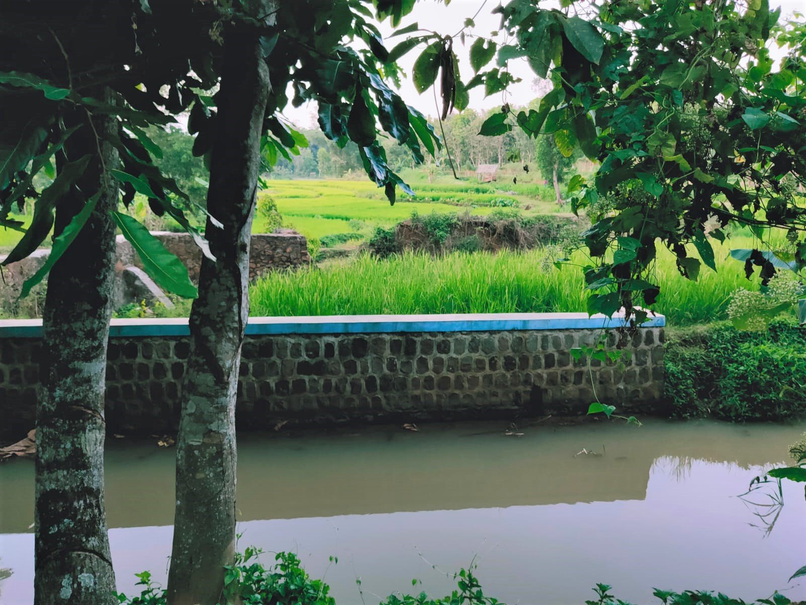 Dijual Tanah Cocok Untuk Kebun Buah Timur Pasar Jambangan Mojogedang - 4