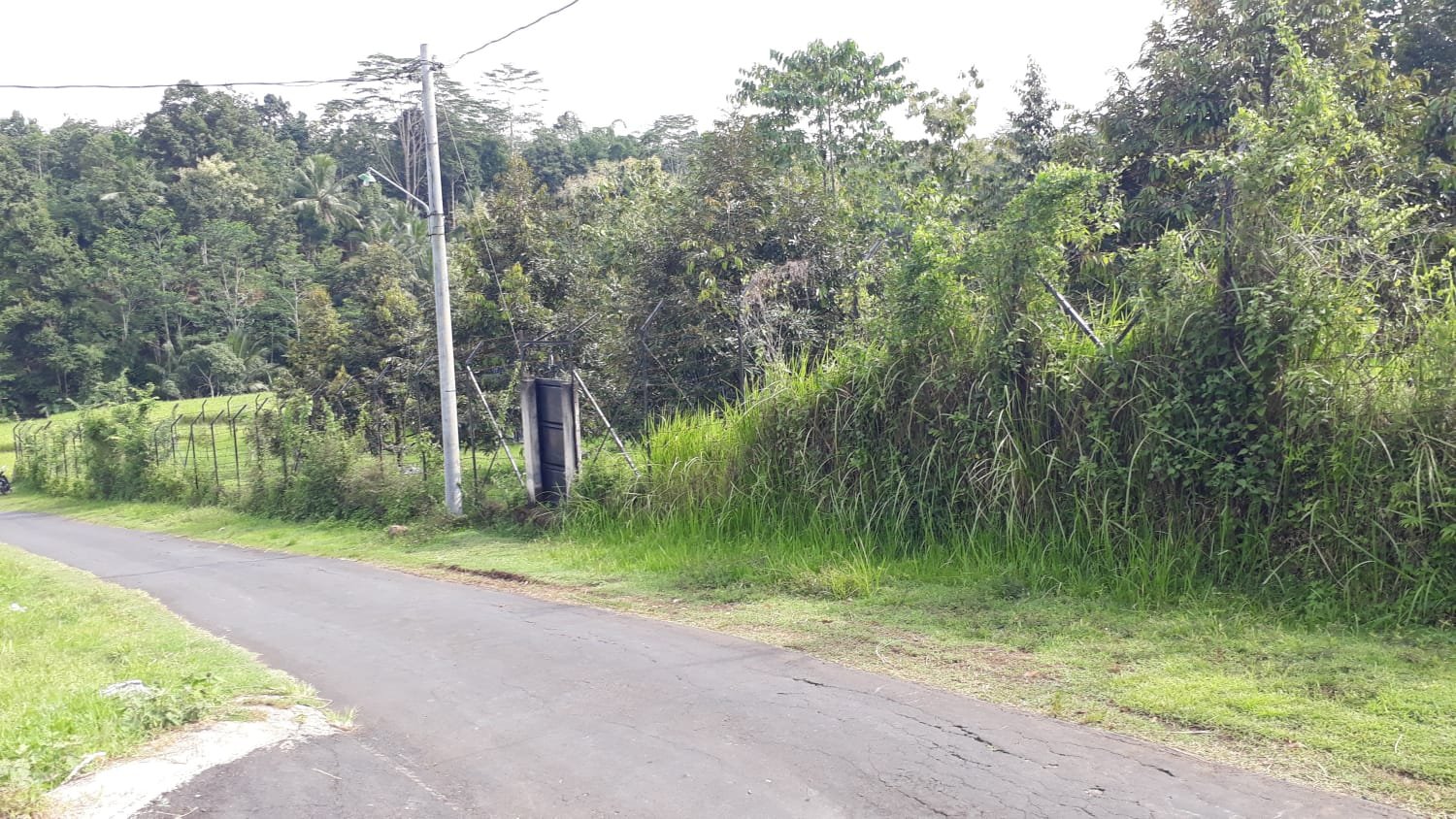 Kebun Durian Produktif 2,5 Hektar Karanganyar - 3