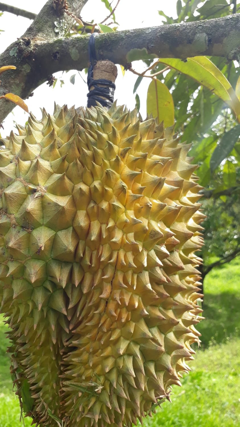 Kebun Durian Produktif 2,5 Hektar Karanganyar - 2