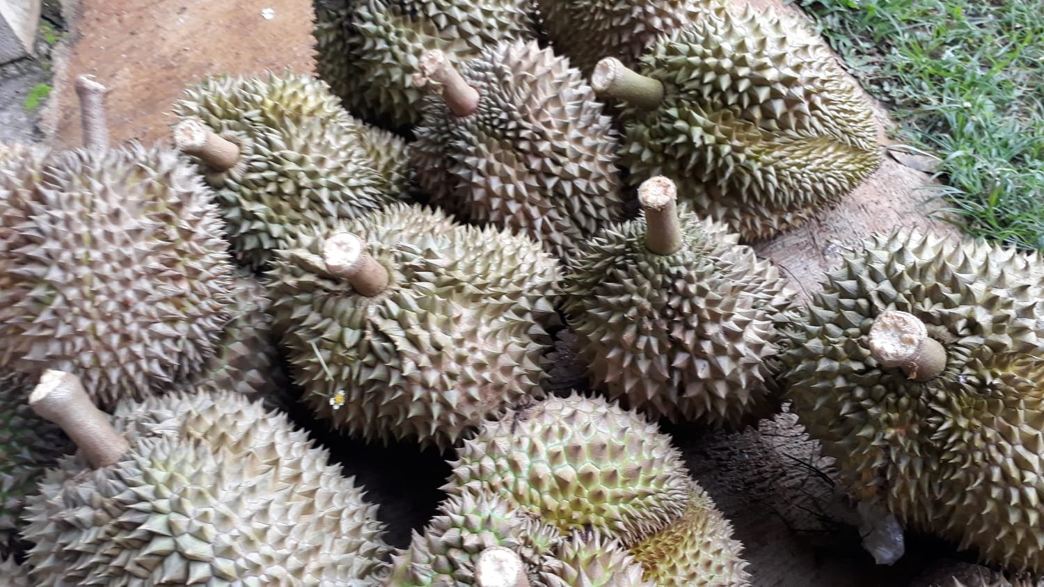 Kebun Durian Produktif 2,5 Hektar Karanganyar - 6