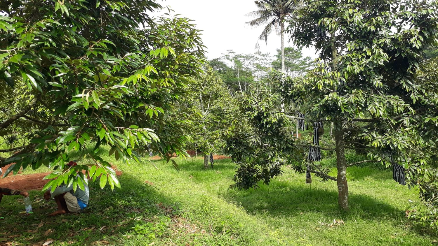 Kebun Durian Produktif 2,5 Hektar Karanganyar - 5