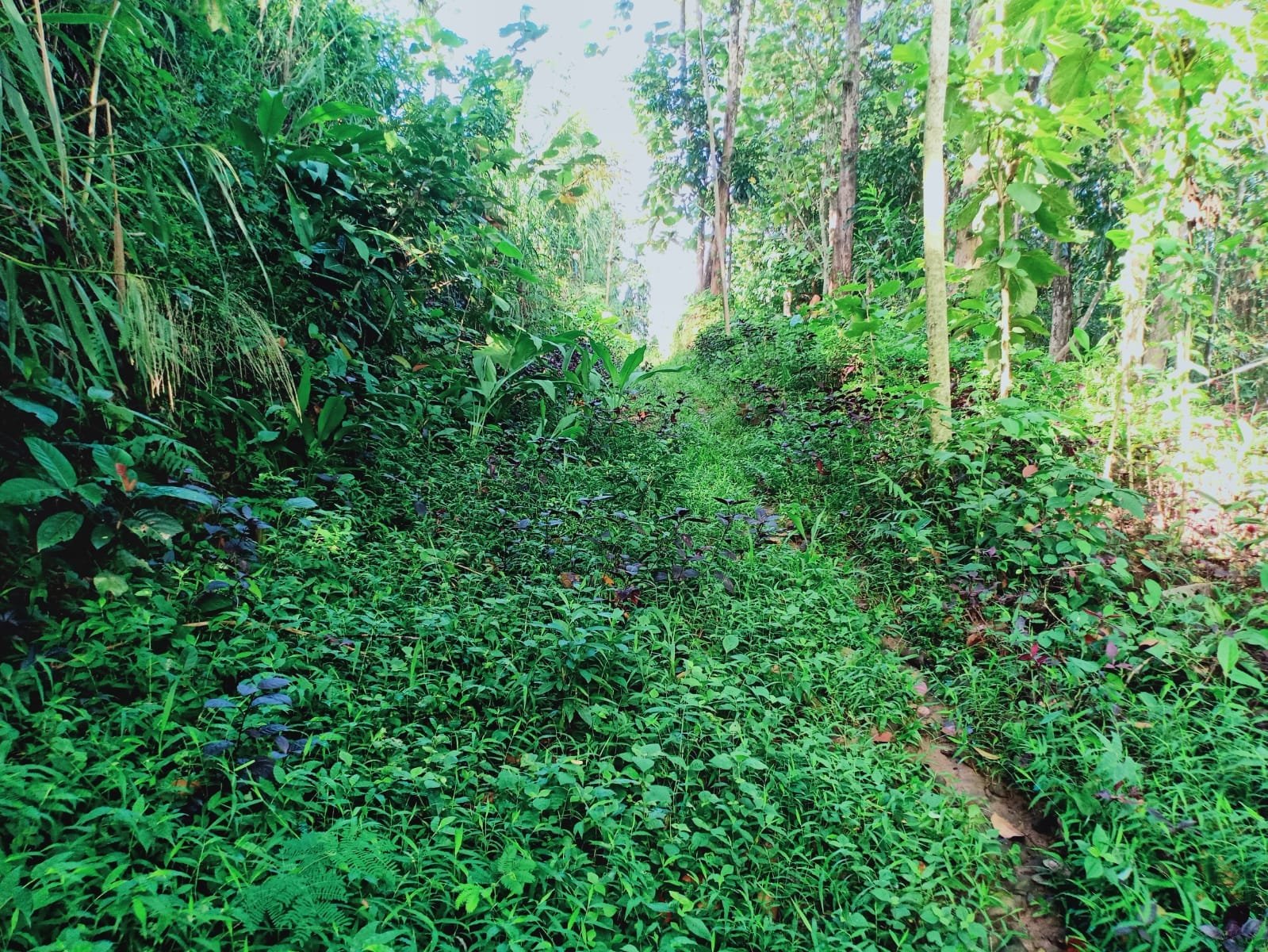 Tanah Cocok Untuk Kebun Buah Kerjo Karanganyar - 2