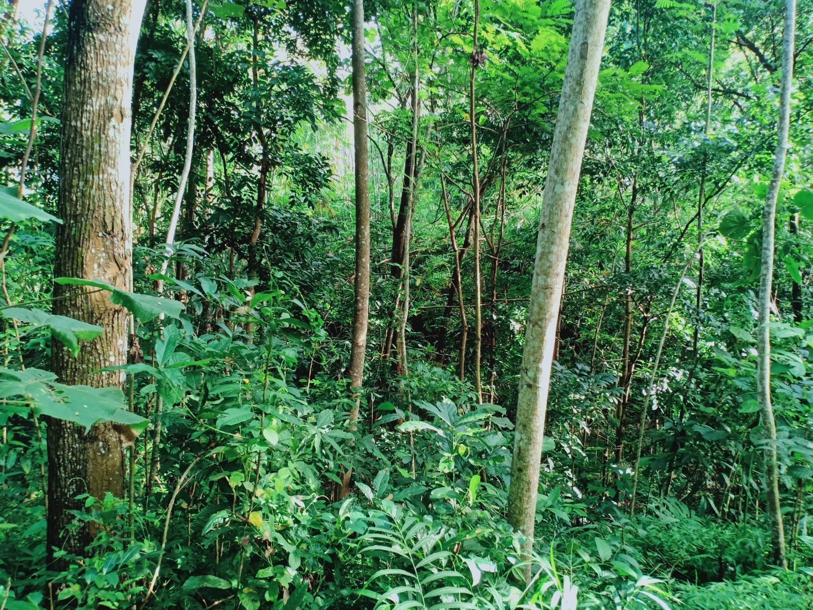 Tanah Cocok Untuk Kebun Buah Kerjo Karanganyar - 4