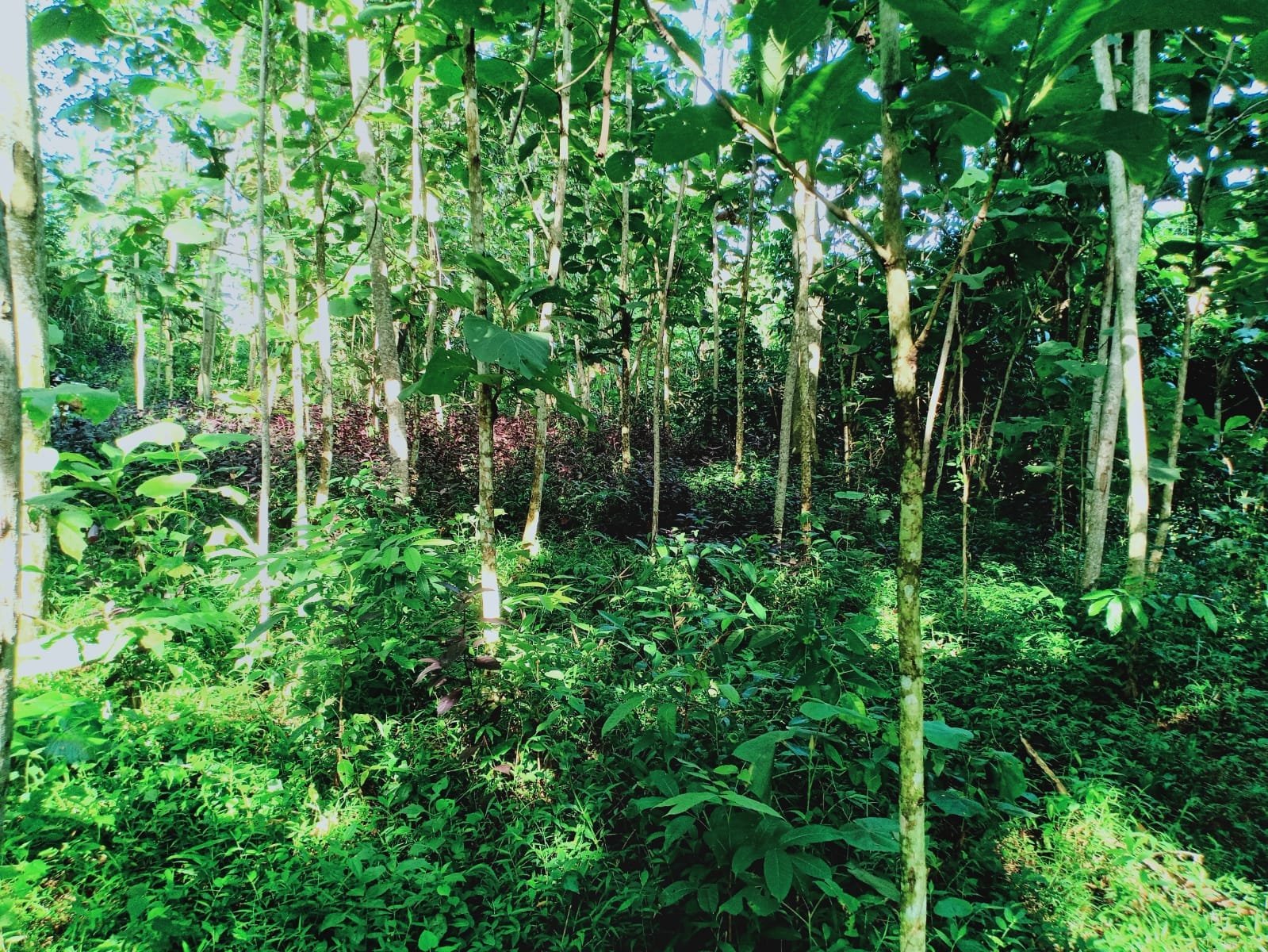 Tanah Cocok Untuk Kebun Buah Kerjo Karanganyar - 3