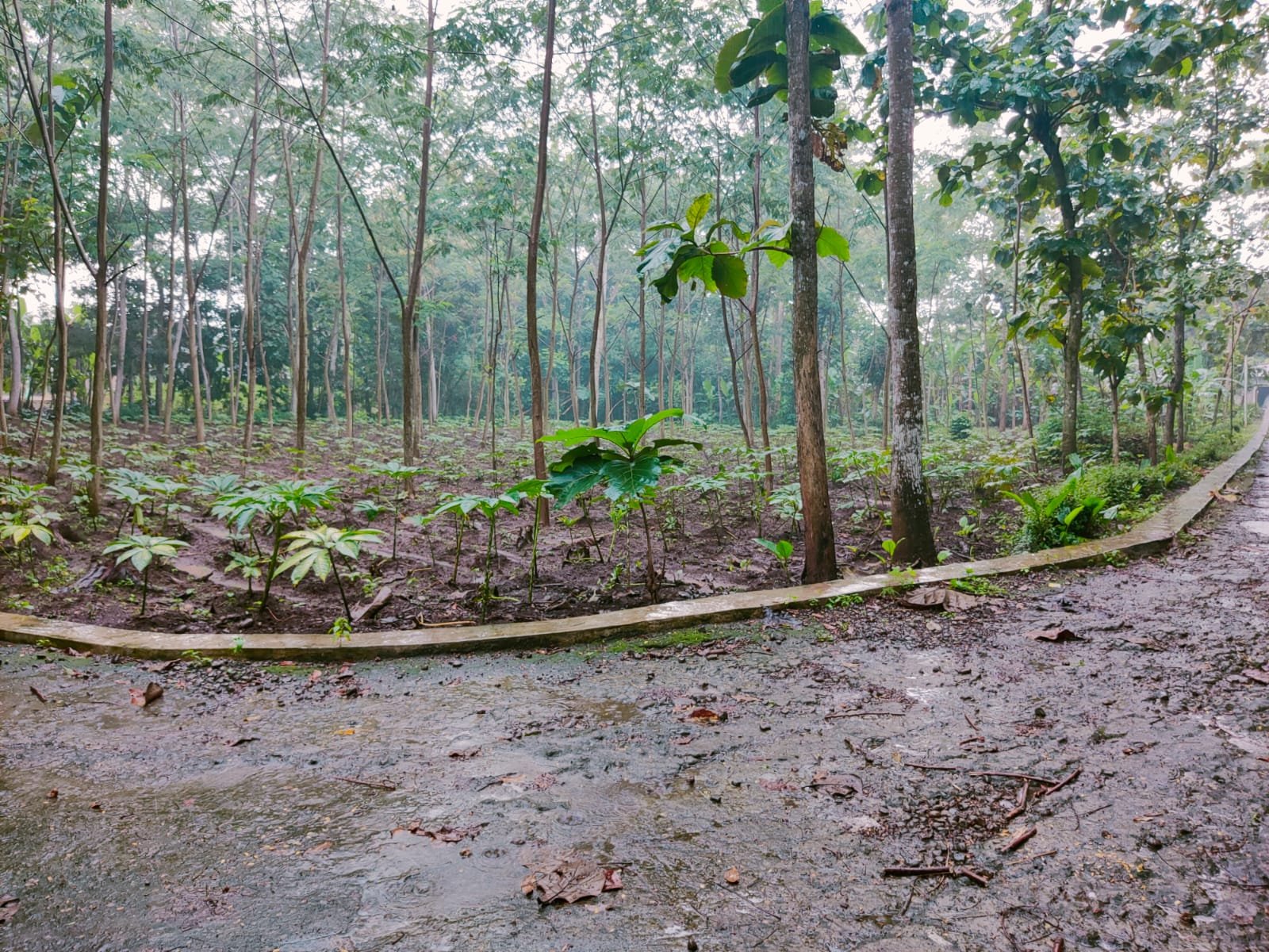 Tanah Datar Cocok di Kavling /dibangun Rumah Mojogedang Karanganyar - 3