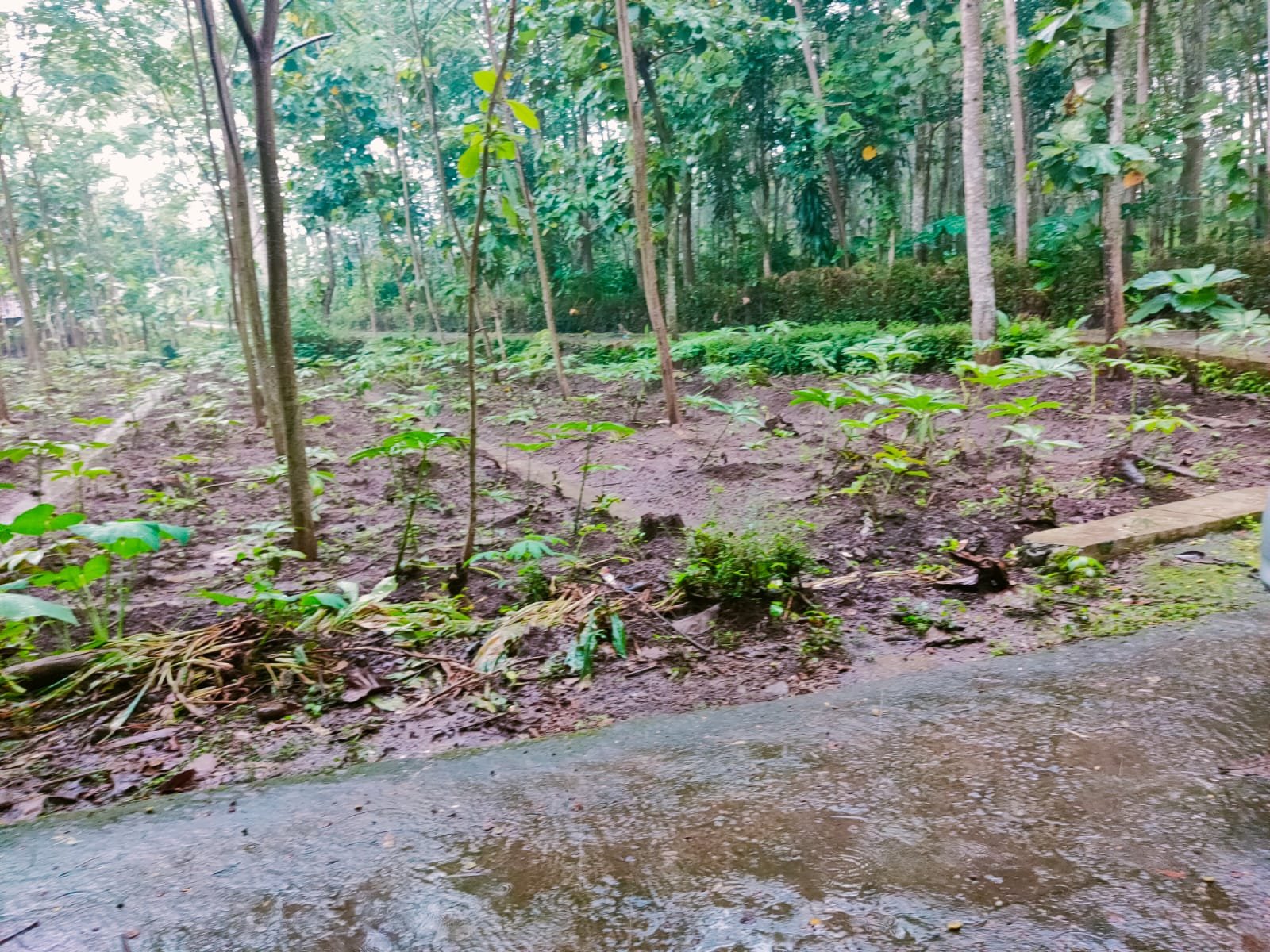 Tanah Datar Cocok di Kavling /dibangun Rumah Mojogedang Karanganyar - 4
