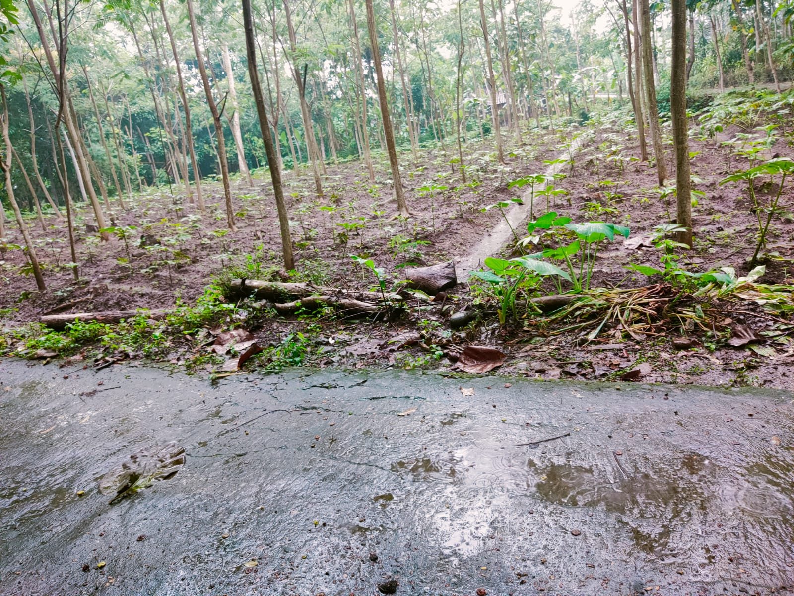 Tanah Datar Cocok di Kavling /dibangun Rumah Mojogedang Karanganyar - 2