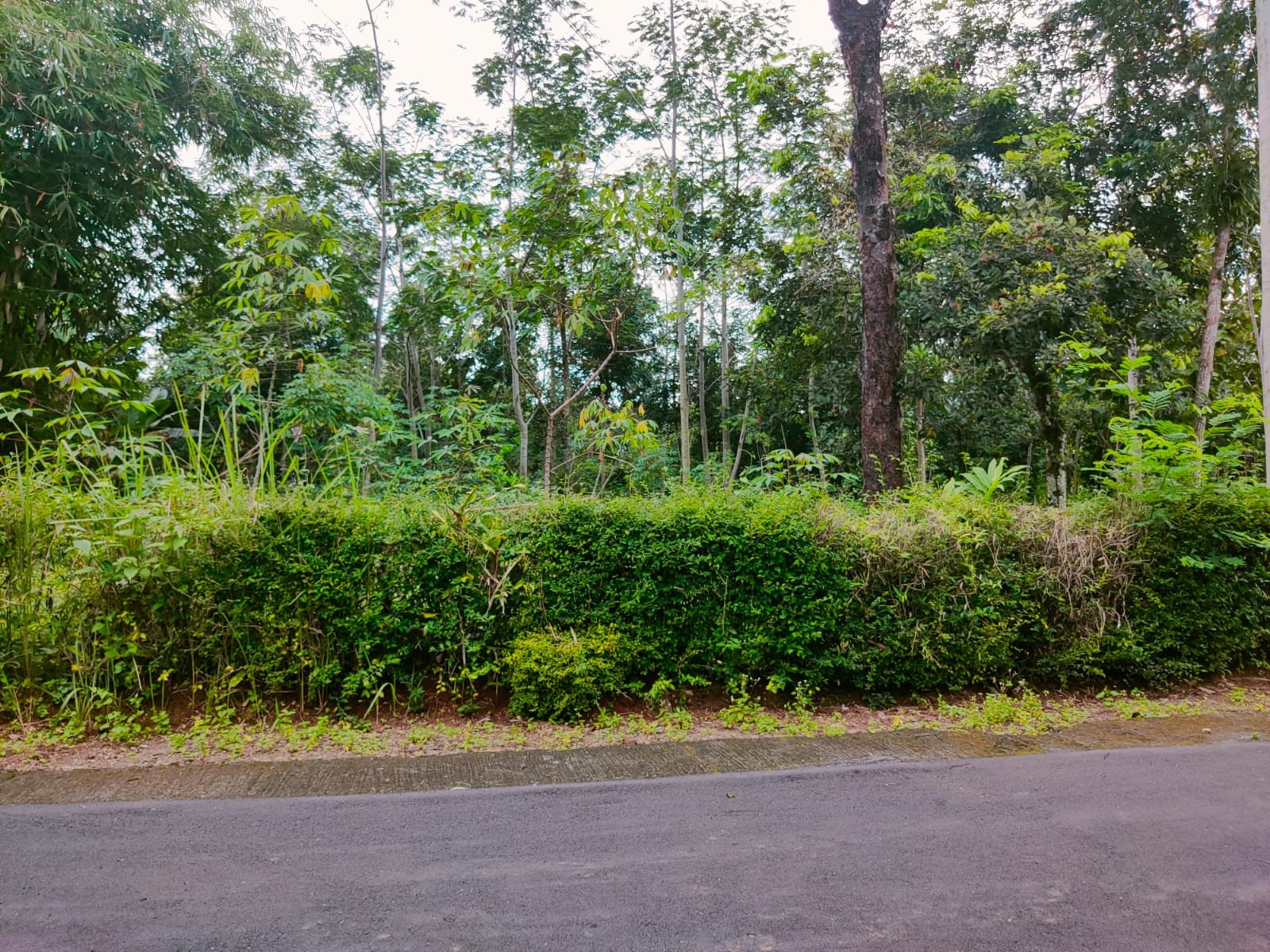 Tanah Datar Barat Pasar Karangpandan Karanganyar - 4