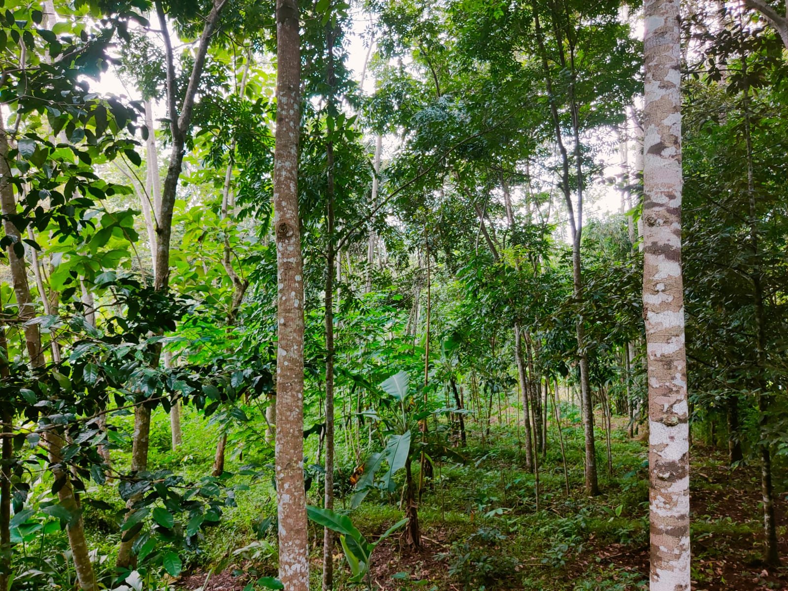 Tanah Cocok Untuk Kebun Buah Mojogedang Karanganyar - 3