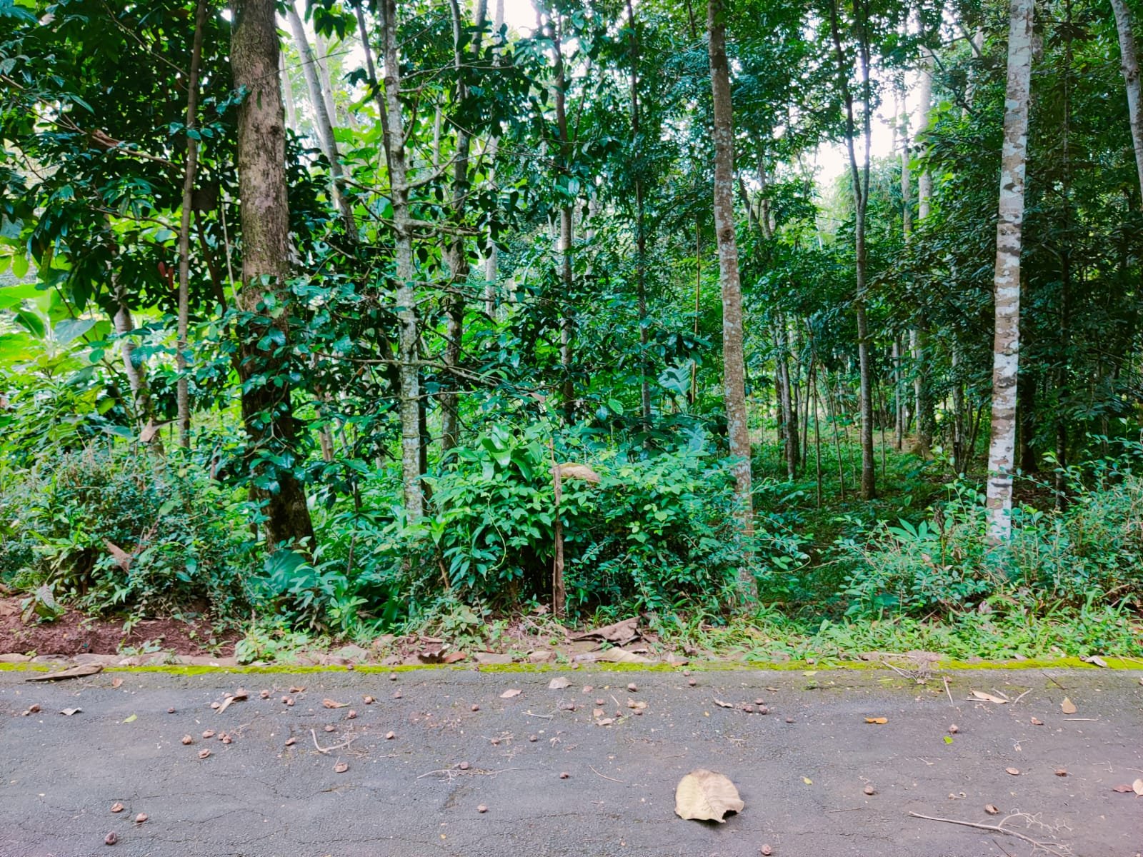 Tanah Cocok Untuk Kebun Buah Mojogedang Karanganyar - 2