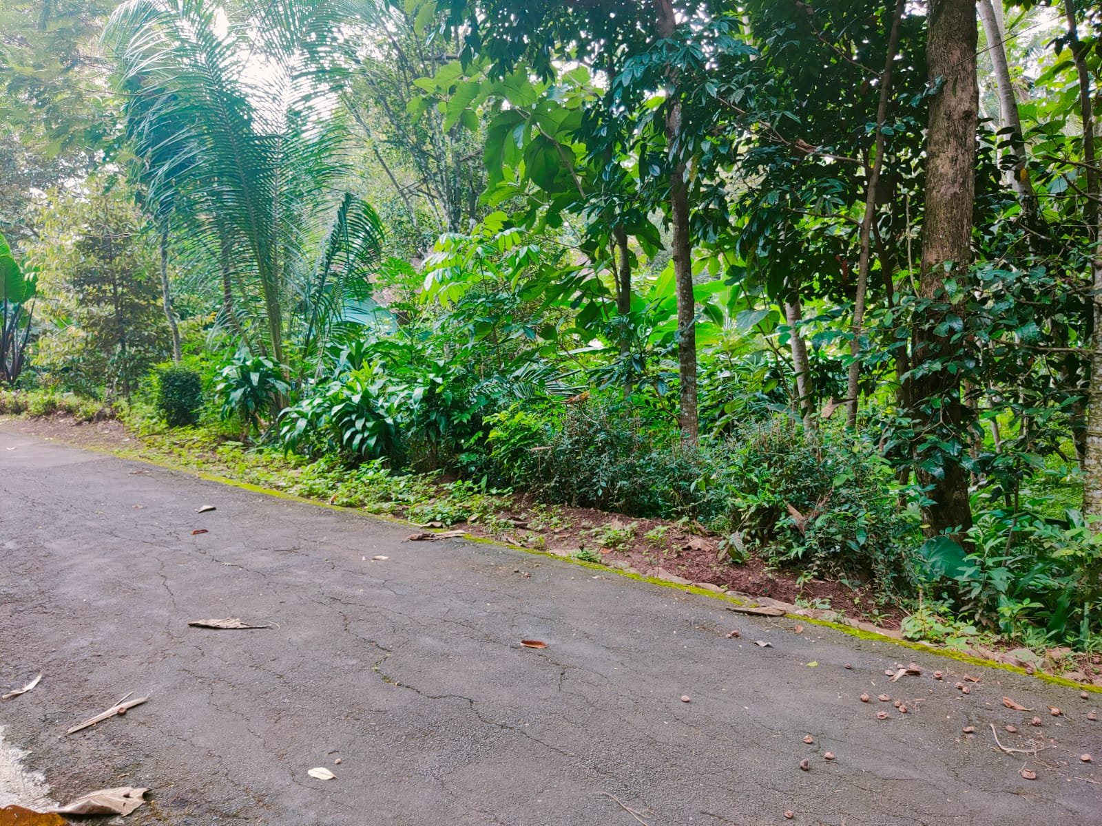 Tanah Cocok Untuk Kebun Buah Mojogedang Karanganyar - 4