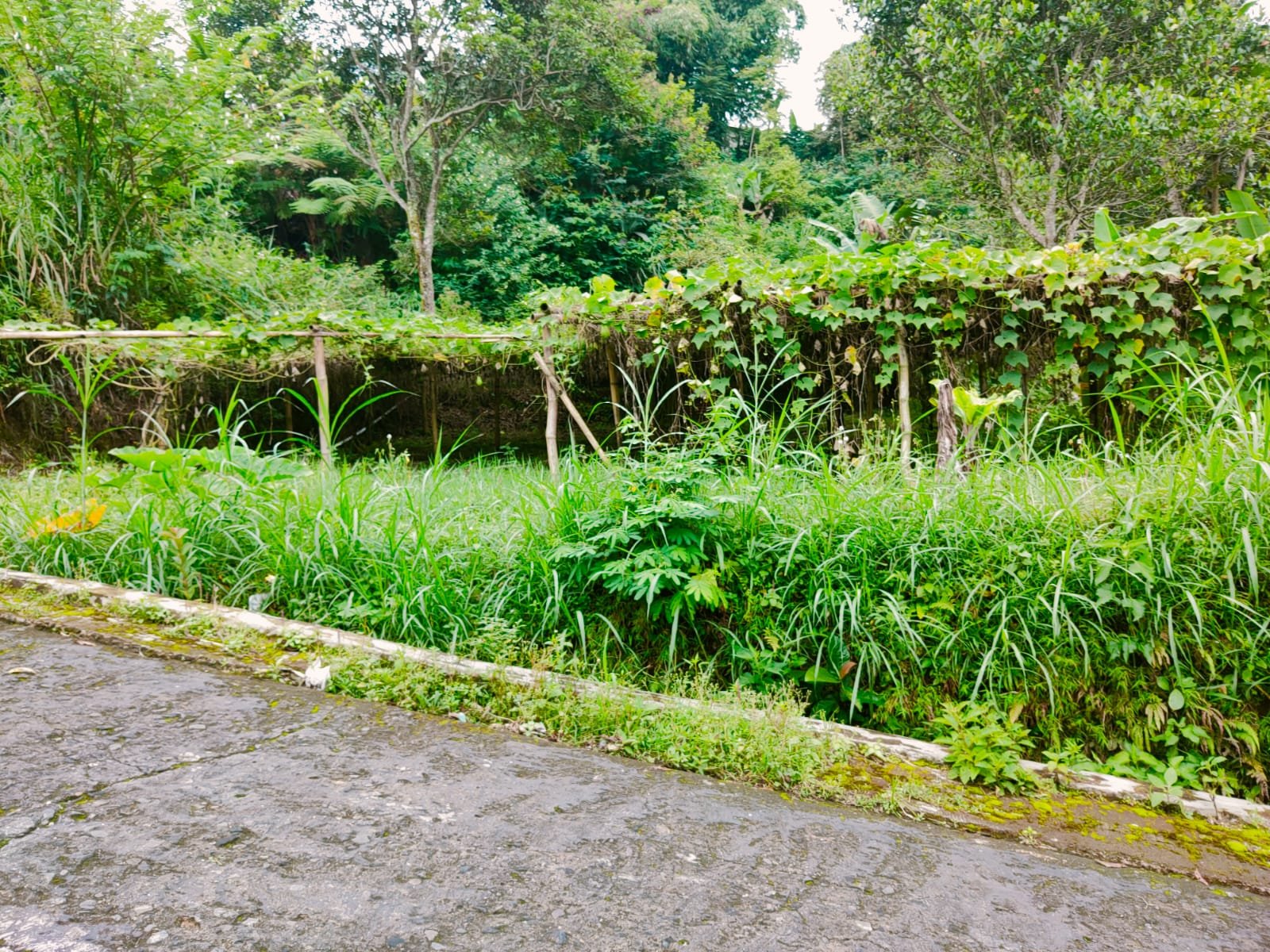 Tanah Strategis Dibangun Villa Tawangmangu Karanganyar - 4