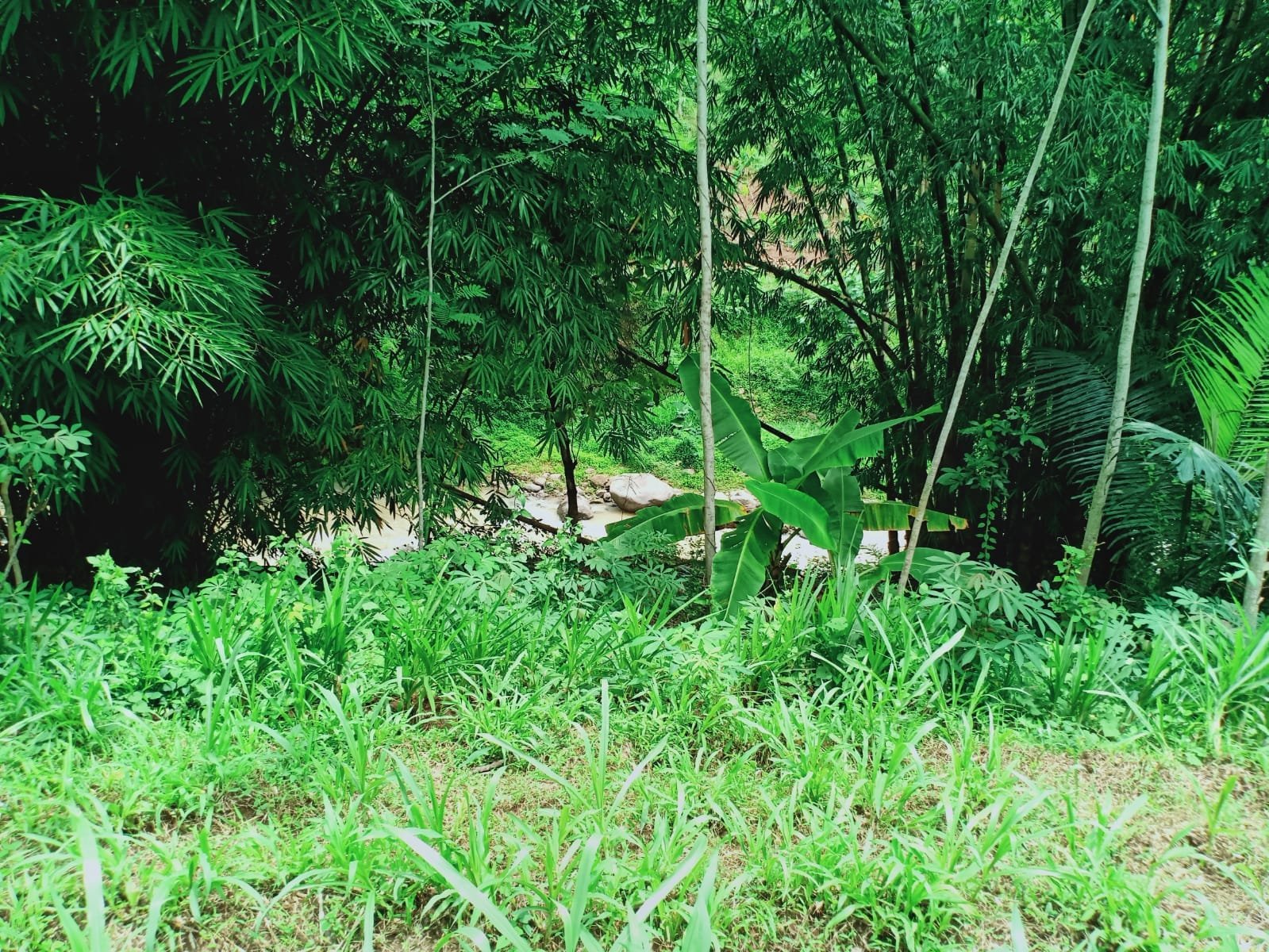 Tanah 2705m² Sambirejo Sragen - 5