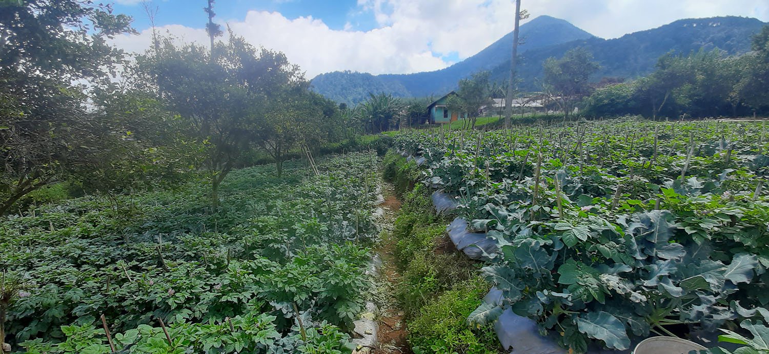 TANAH KOMERSIAL DI LEMBANG BANDUNG - 3